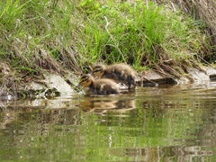 Anas platyrhynchos