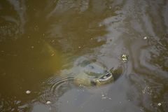 Colossoma macropomum