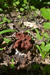 Gyromitra fastigiata