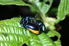 Agelastica alni