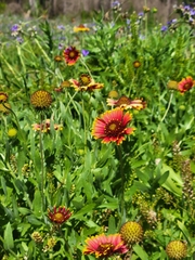 Gaillardia pulchella image