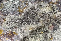 Lecanora argopholis
