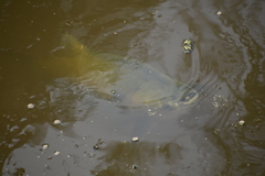 Colossoma macropomum