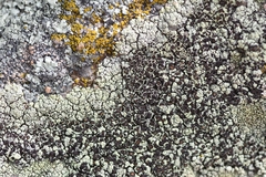 Lecanora argopholis