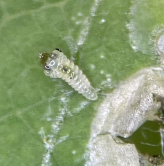 Cameraria hamadryadella