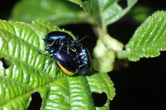 Agelastica alni