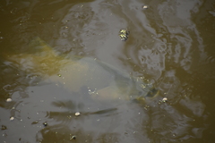 Colossoma macropomum