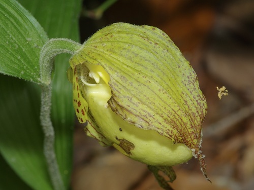 Image of Cypripedium kentuckiense by (c) Michelle W. （鍾偉瑋）, some rights reserved (CC BY)