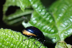 Agelastica alni