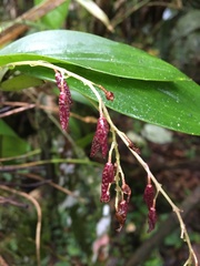 Pleurothallis restrepioides