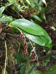 Pleurothallis restrepioides