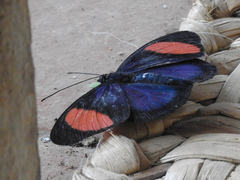 Batesia hypochlora