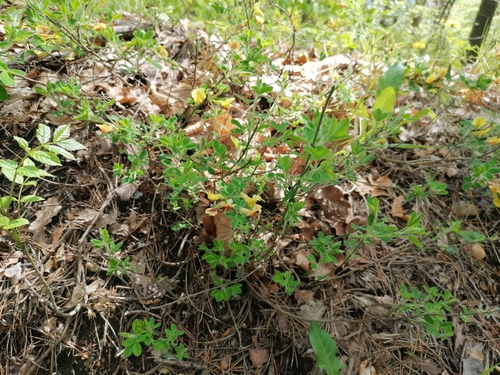 Chamaecytisus hirsutus