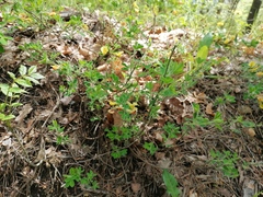 Chamaecytisus hirsutus