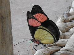 Batesia hypochlora