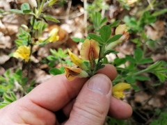 Chamaecytisus hirsutus, photograph Daniel Linzbauer, CC BY, iNaturalist via GBIF