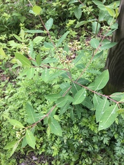 Apocynum × floribundum