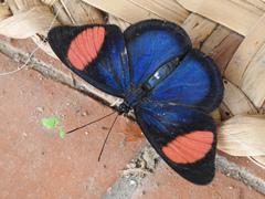 Batesia hypochlora