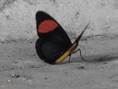 Batesia hypochlora
