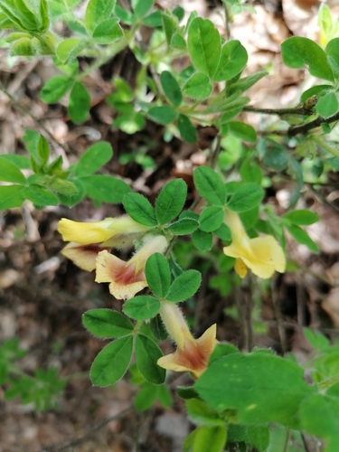 Chamaecytisus hirsutus, photograph 2