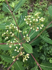 Apocynum × floribundum