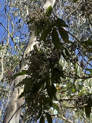 Lippia hirsuta