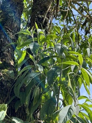 Lippia hirsuta