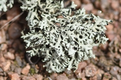 Xanthoparmelia wyomingica