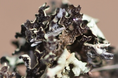 Xanthoparmelia wyomingica