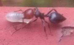 Crematogaster scutellaris