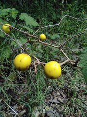 Solanum viarum