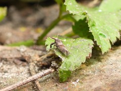 Asiraca