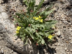 Camissoniopsis ignota