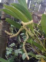 Stelis gelida