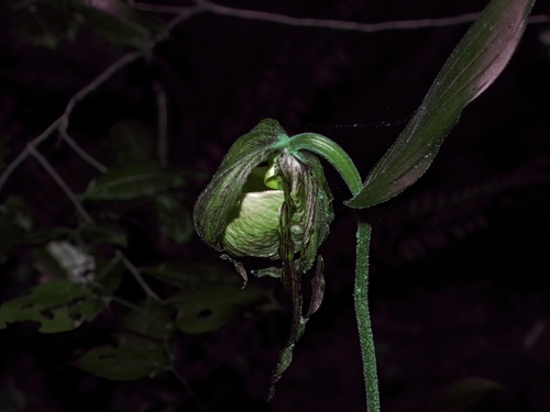 Image of Cypripedium kentuckiense by (c) Michelle W. （鍾偉瑋）, some rights reserved (CC BY)