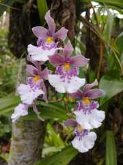 Caucaea