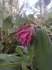 Elleanthus maculatus