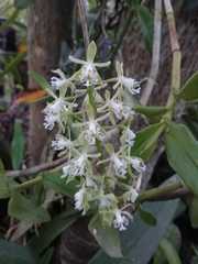 Epidendrum brevivenium