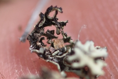 Xanthoparmelia wyomingica