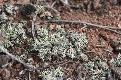 Xanthoparmelia wyomingica