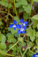 Veronica glauca