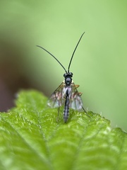 Limneriini