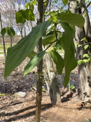 Magnoliopsida