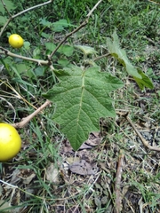 Solanum viarum