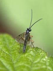 Limneriini