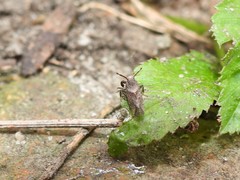 Asiraca