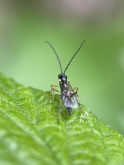 Limneriini