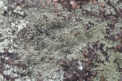 Lecanora argopholis