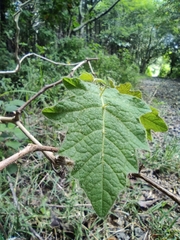 Solanum viarum