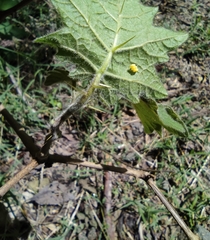 Solanum viarum